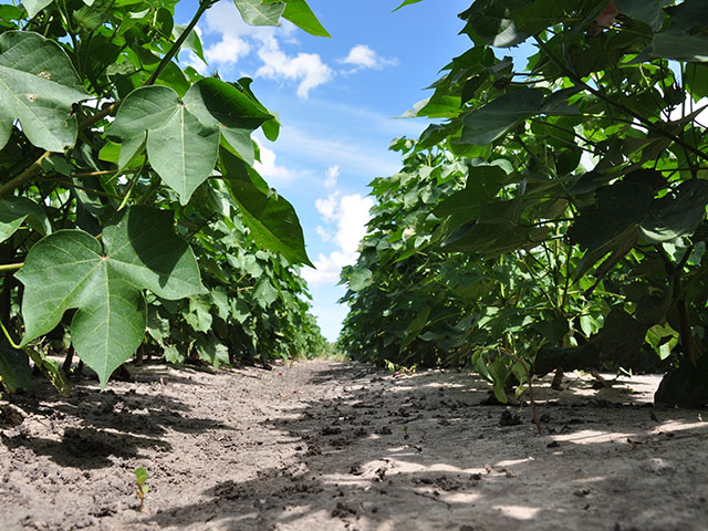 The future use of imidacloprid, the active neonicotinoid ingredient in Gaucho, in cotton fields is in question after an EPA risk assessment rated its use there as high risk. (DTN photo by Emily Unglesbee)